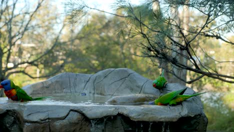 Lorikeets-Schwimmen-Auf-Wasserbrunnen-Sitzend