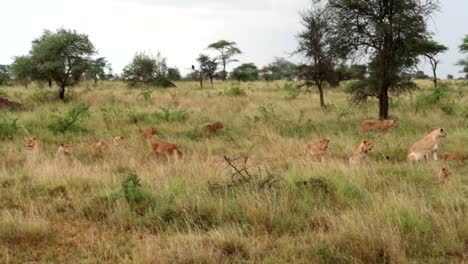 Toma-Panorámica-De-La-Gran-Manada-De-Leones-Entrando-Para-Darse-Un-Festín-Con-El-Cadáver-Muerto