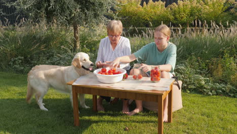 grandmother and granddaughter canning tomatoes in the garden with dog