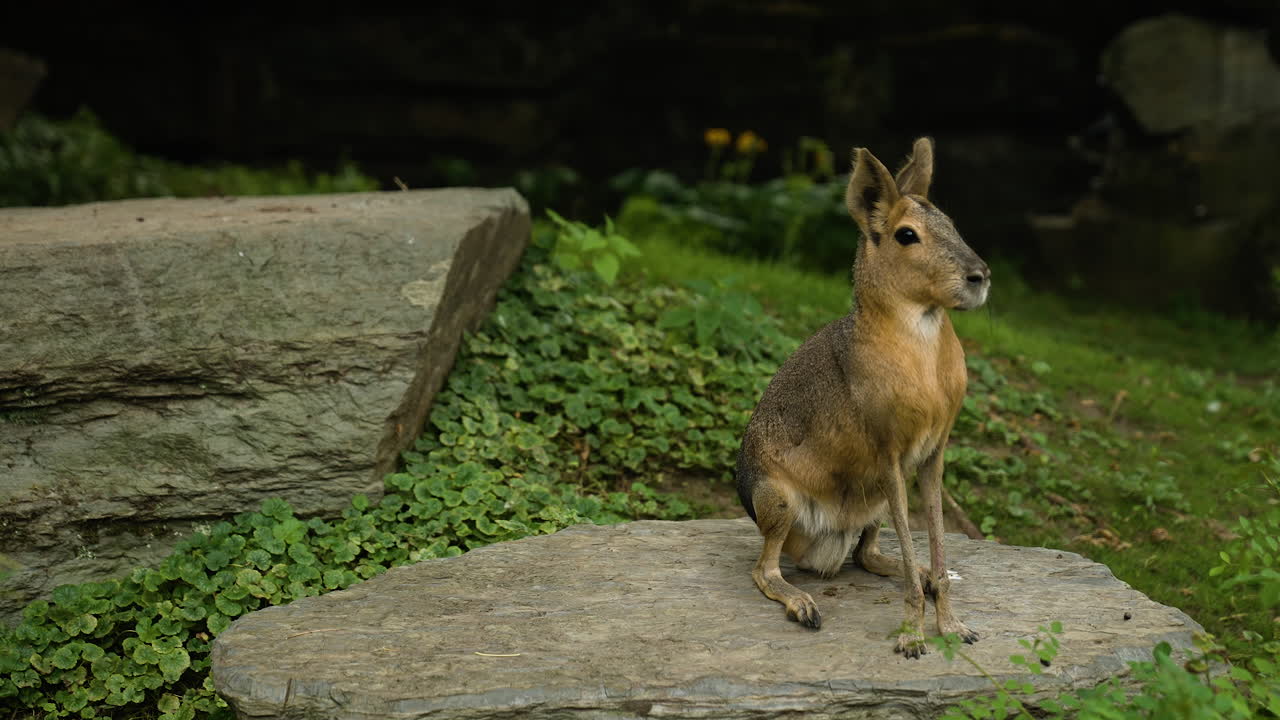 mara patagónica solitaria sentada en silencio en una roca dentro del zoológico
