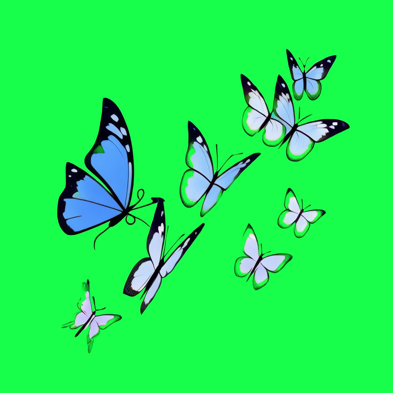 Vibrant butterflies animation, transparent 4K video, green screen ...