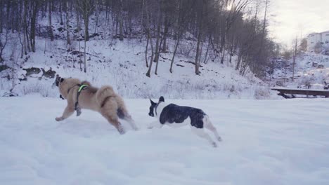 Welpe-Der-Französischen-Bulldogge-Und-Eurasier-Welpe,-Der-Im-Schnee-Läuft