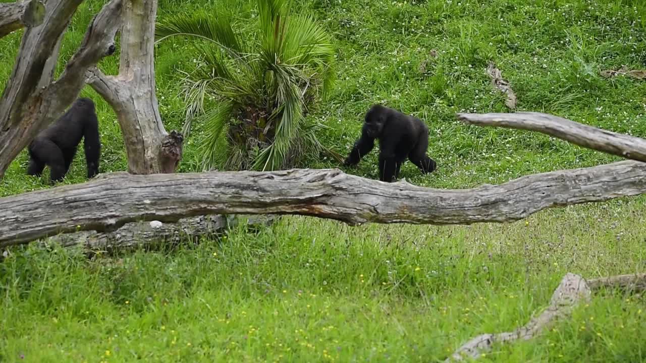 Gorilla su un prato nella savana in una giornata estiva