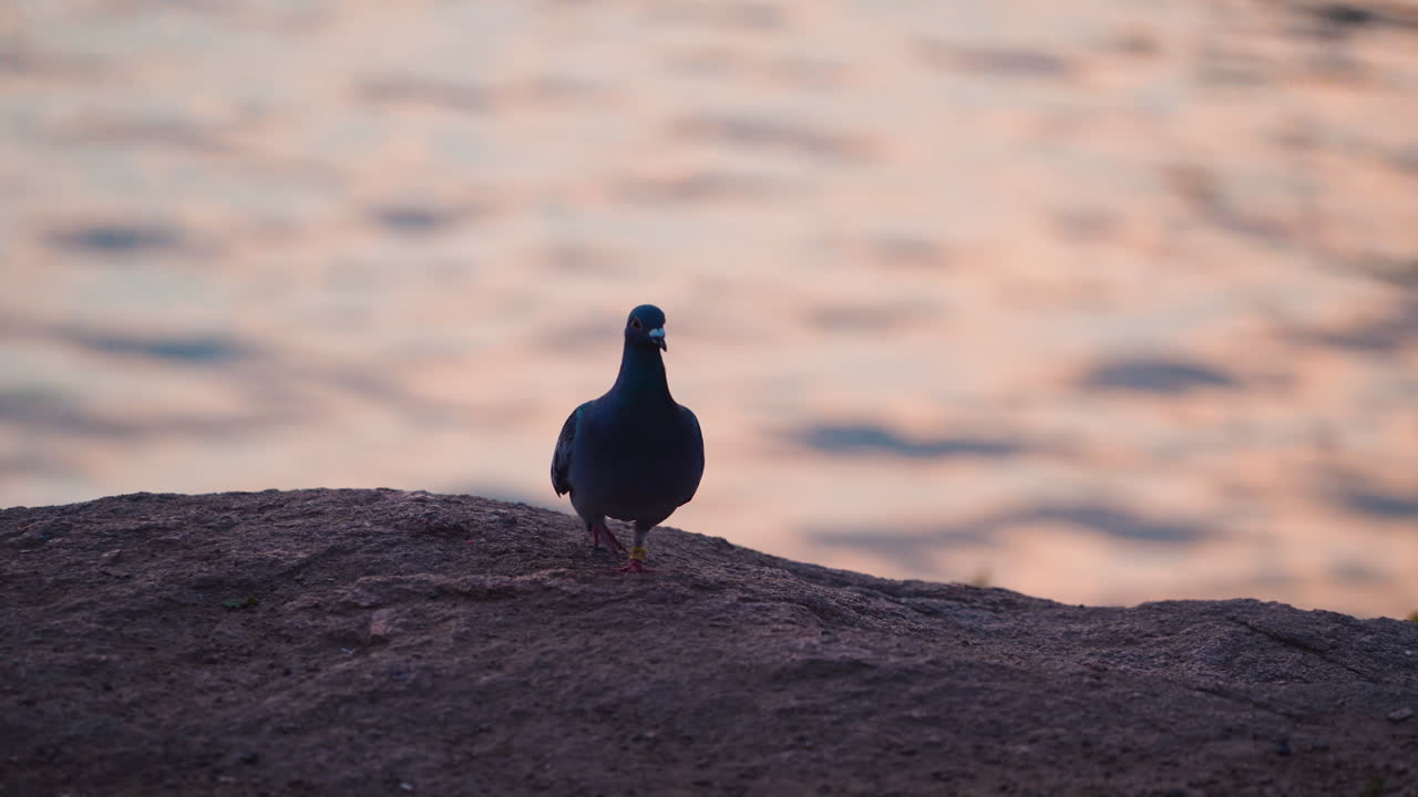 Pigeon near the evening water. Hungry bird dove walking on the stone shore trying to find some food at sunset.