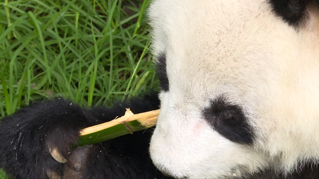 panda gigante comiendo bambú sentado en la hierba