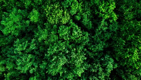 exuberante bosque vibrante de hoja ancha, vista aérea de arriba hacia abajo