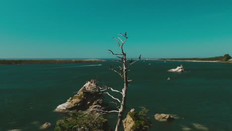 4k aerial birds on tree on a rock in the water with little island on background