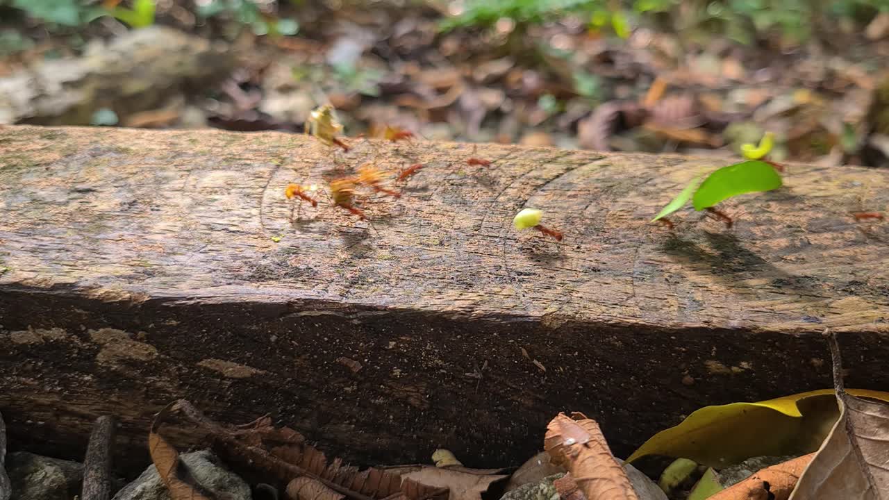 Formiche che si muovono e trasportano foglie su una tavola di legno nella foresta, primo piano