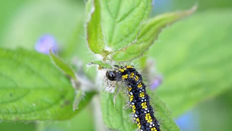 Scarlet-Tiger-Caterpillar-eating-centre-stem-on-green-alkanet-plant-whilst-sitting-on-a-leaf