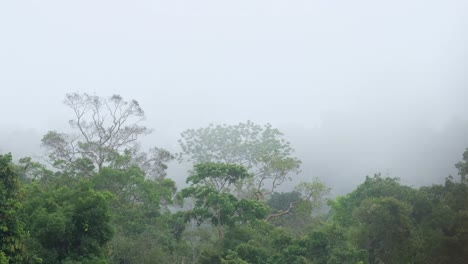 a time-lapse of a progressing movement of fog covering a rainforest in in phu khiao wildlife sanctuary in thailand