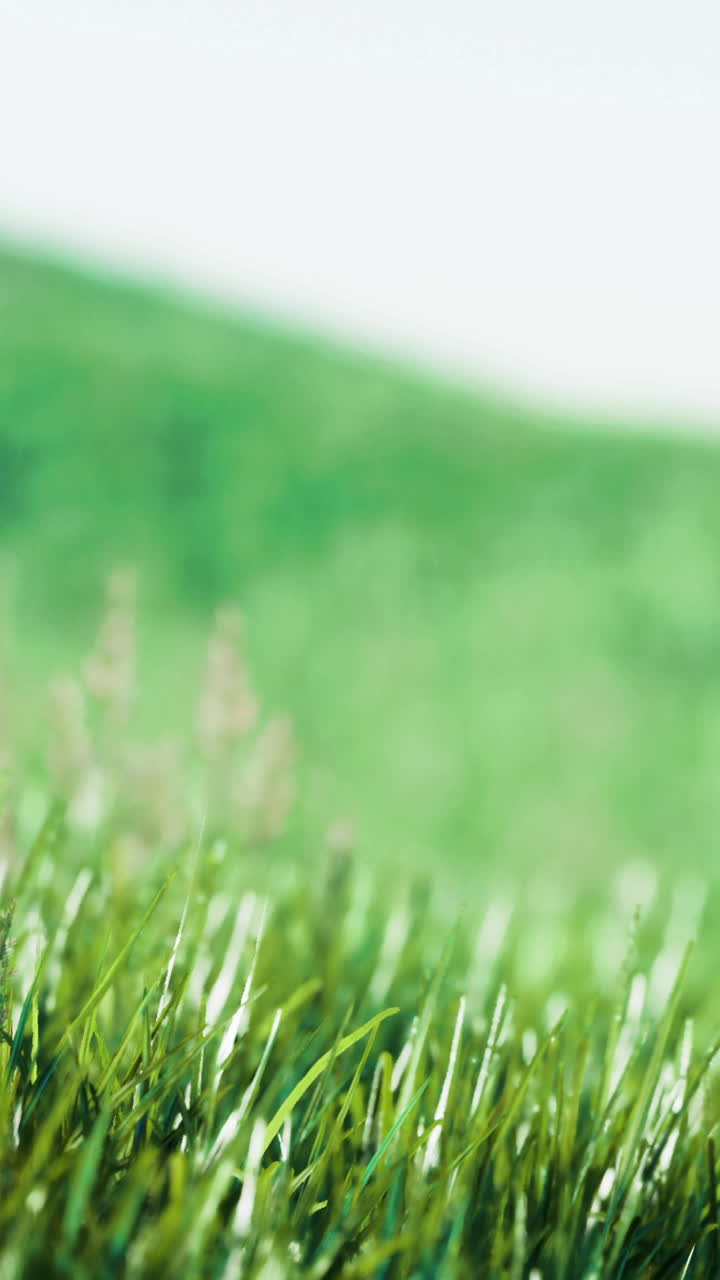 Cerca de la hierba verde