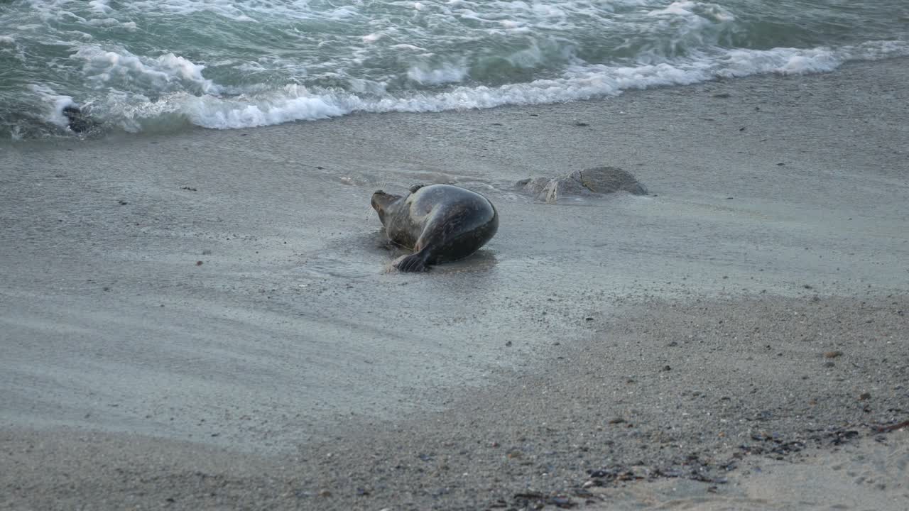 Perilaku anjing laut pelabuhan di Teluk Monterey, California