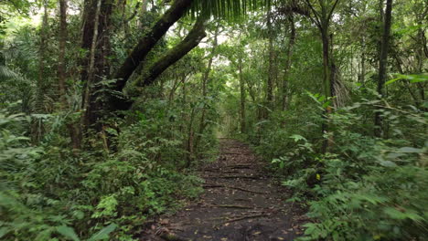 caminando por un sendero angosto a través de una densa selva tropical con letreros que identifican plantas