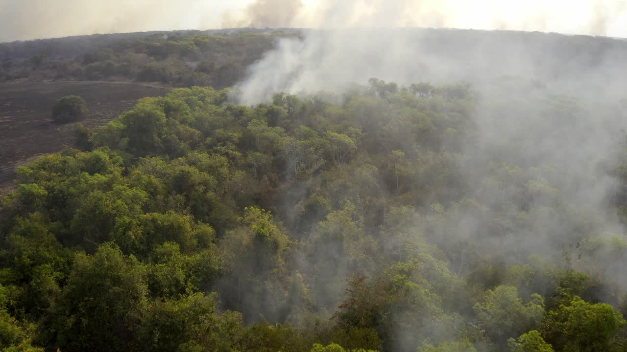 toma aérea de humo que sale de los árboles en la selva amazónica