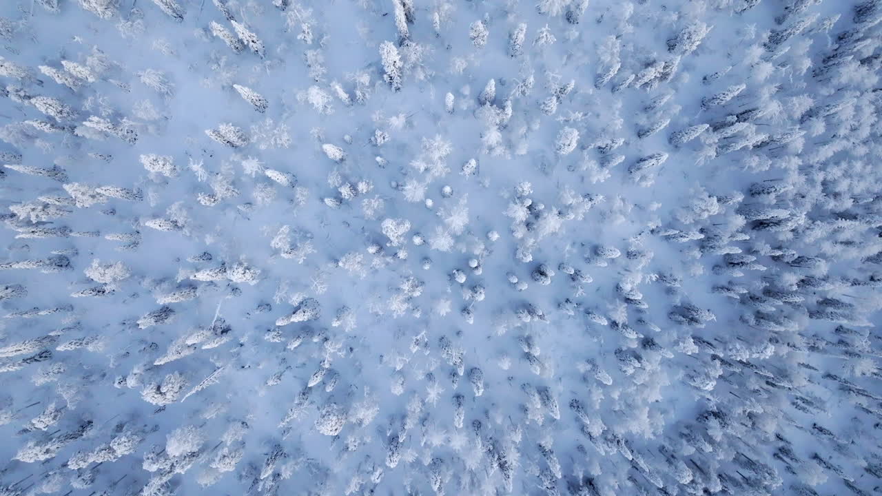 vista aerea di una foresta coperta di neve in inverno