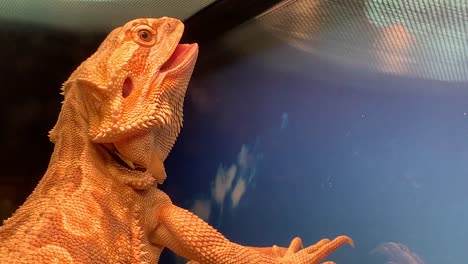 A-pet-bearded-dragon-basking-in-the-UV-light-with-mouth-open-and-tongue-sticking-out-to-control-it's-own-body-temperature