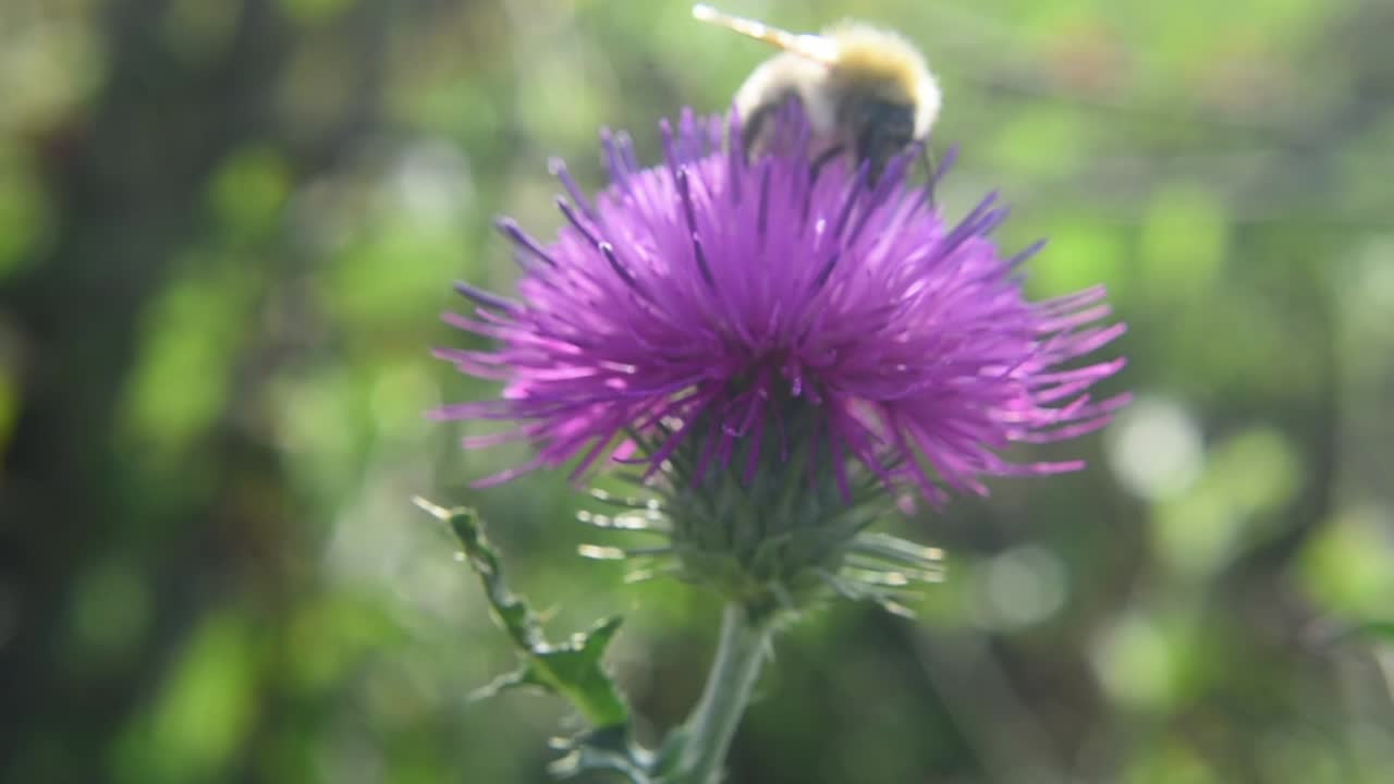 disparo macro estático de la abeja melífera alimentándose de la flor silvestre del cardo