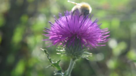 Statische-Makroaufnahme-Einer-Honigbiene,-Die-Sich-Von-Distel-Wildblumen-Ernährt