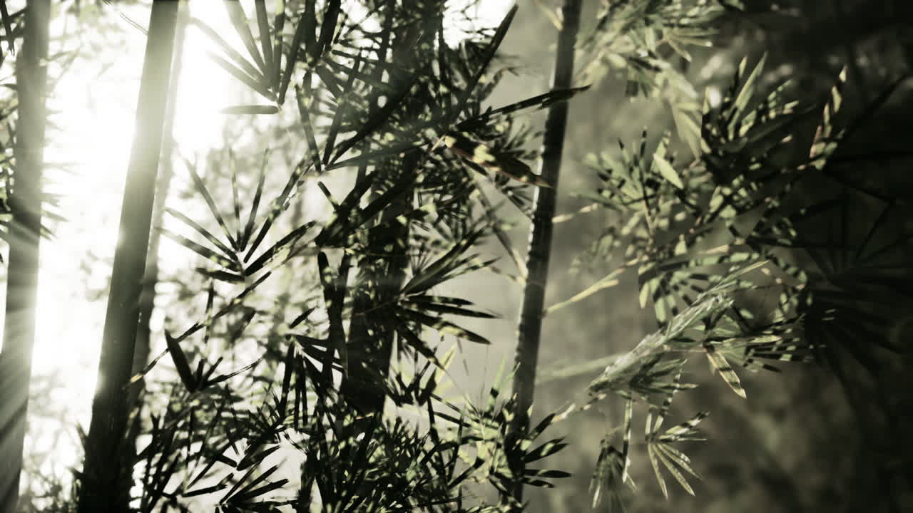 rayos de sol a través de un bosque de bambú