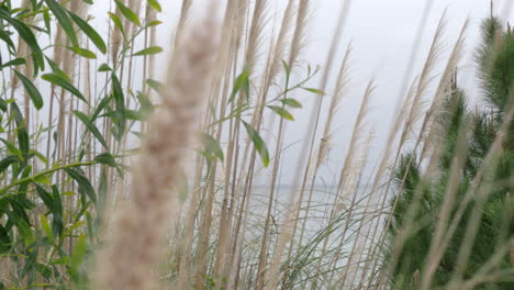 pampas grass and pine tree growing by the sea