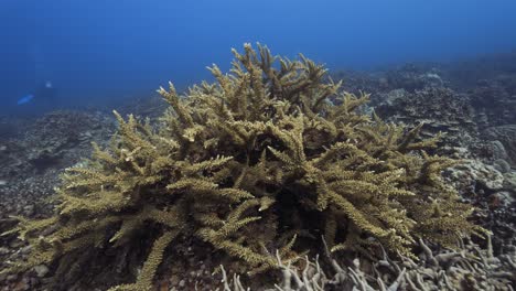 arrecife de coral tropical, la cámara nada lentamente por encima de una hermosa formación de coral