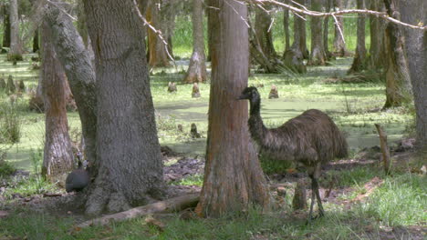 an emu walking in a forest