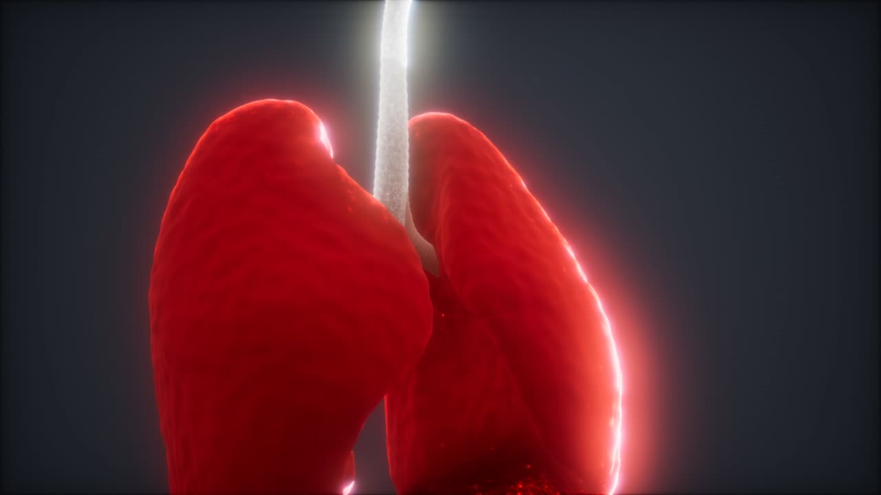 animación en 3d de los pulmones humanos