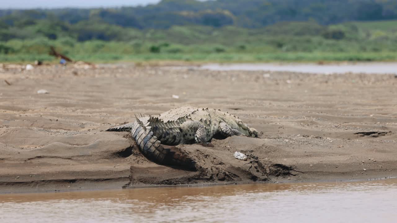 cocodrilo en la orilla del río tomando el sol costa rica gira por la selva vida silvestre