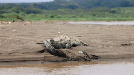 Krokodil,-Flussufer,-Sonnenbaden,-Costa-Rica,-Dschungeltour,-Tierwelt