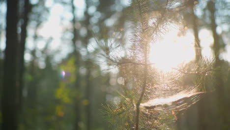 close-up of pine tree branches covered in delicate cobwebs, illuminated by warm sunlight and enhanced by soft purple lens flare, with blurred forest background