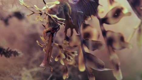 dragón de mar frondoso con huevos macro primeros planos 4k cámara lenta
