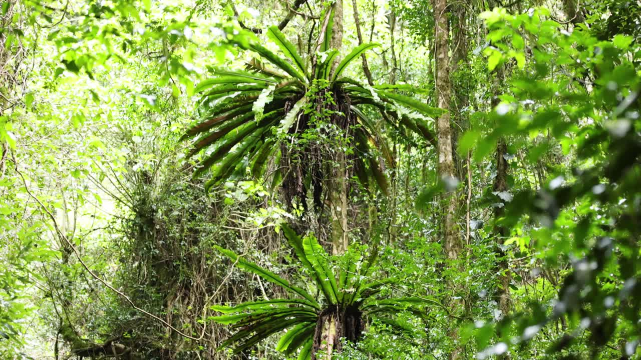 Vibrant green foliage and towering trees in Dorrigo rainforest. Sunlight filters through dense canopy, creating a serene, natural atmosphere