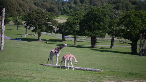 dos jirafas en longleat safari park