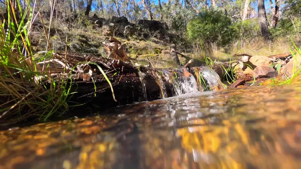 Camera submerges into a clear freshwater creek over rocks in sunny Australian bushland.