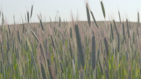 Close-Up-View-Of-Barley-Awns-Spikes-Swaying-In-Wind