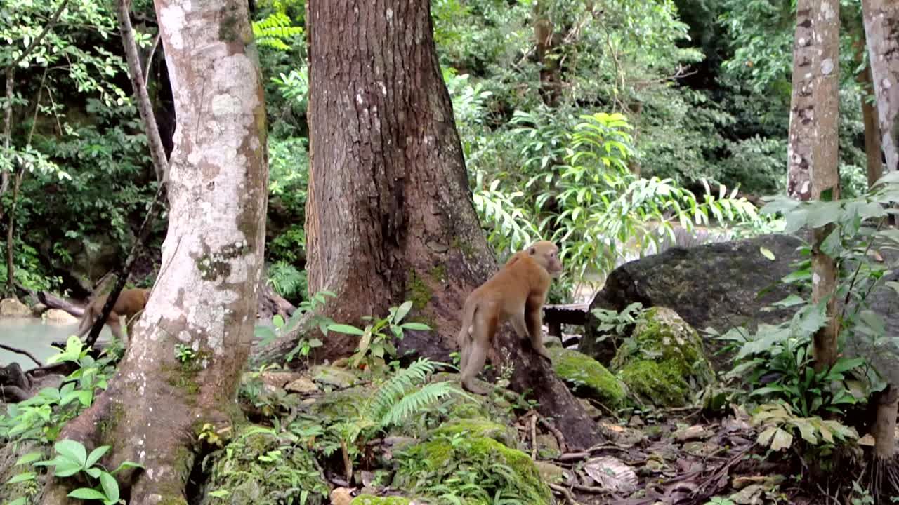 A playful and curious Macaque monkey looking around and walking amongst trees