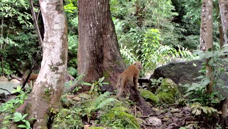 un mono macaco juguetón y curioso mirando alrededor y caminando entre árboles