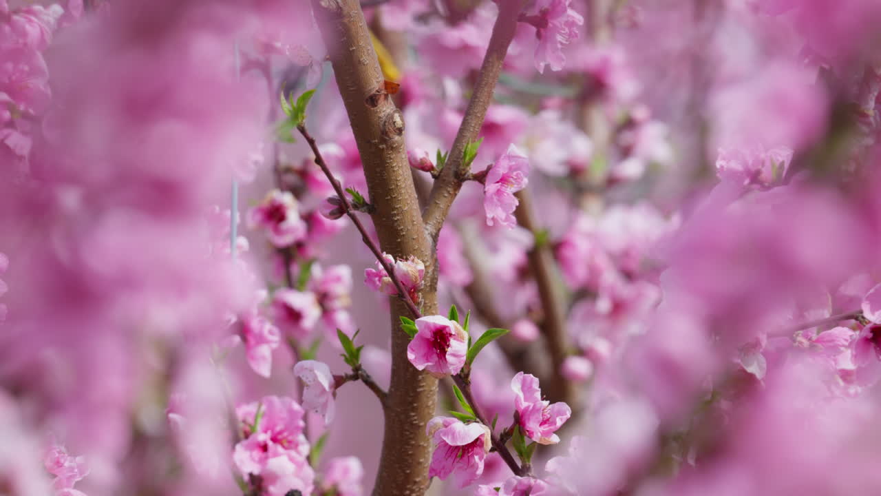 Close Up of Pink Peach Blossoms Swaying Gently in Spring Sunshine