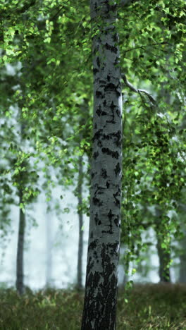 bosque de abedul sereno
