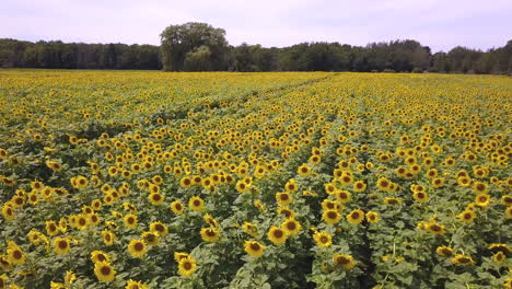 Niedrige-Luftaufnahme-Von-Sonnenblumen,-Die-Sich-Im-Wind-Auf-Einem-Großen-Gelben-Feld-Bewegen