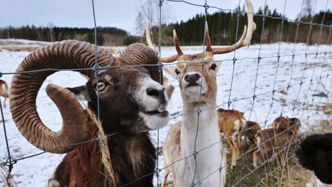 feeding wild mouflon behind fence during frosty winter day, rural latvia, carrot