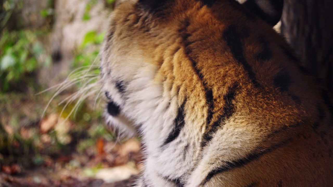Close-up of a tiger's fur