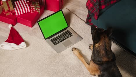 malinois bard acostado con una computadora portátil con pantalla verde vista superior. perro posando cerca de un árbol de pelaje decorado. concepto de vacaciones de año nuevo. cachorro entrenado mirando en el monitor de la computadora con llave de croma