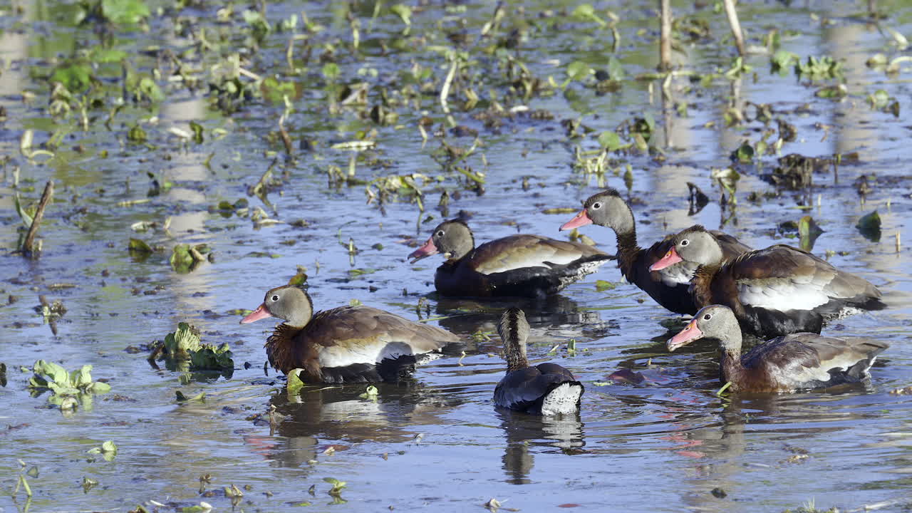 grupo de patos silbadores de vientre negro que se alimentan entre plantas acuáticas en un lago