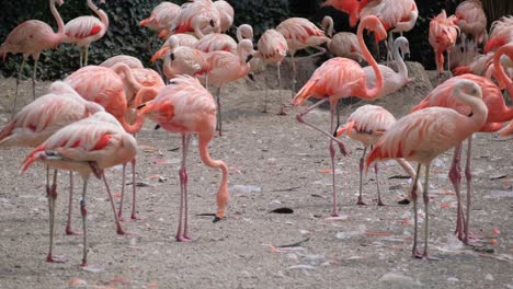 A flock of pink flamingos