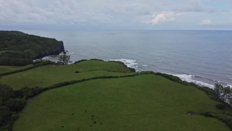 aerial shot over green pasture with livestock grazing, with a backdrop of the rocky shores of the sea in pacific ocean on a cloudy day