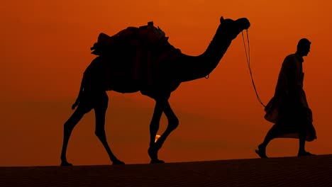 cameleros, conductores de camellos al atardecer en cámara lenta. el desierto de thar al atardecer jaisalmer, rajasthan, india.