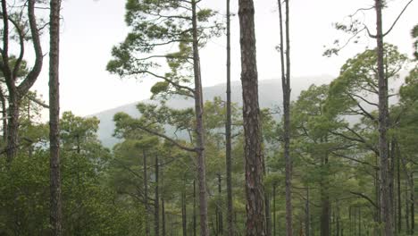 Bosque-De-Coníferas-En-Un-Día-Soleado