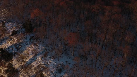 Close-drone-flyover-of-snowy-forest-trees-on-ridge-in-winter-at-sunrise