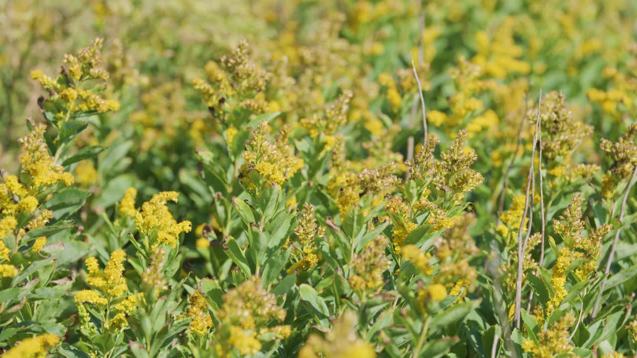 Dense yellow wildflowers gently move in a sunlit field, captured with a static camera and natural daylight, creating a peaceful, vibrant atmosphere